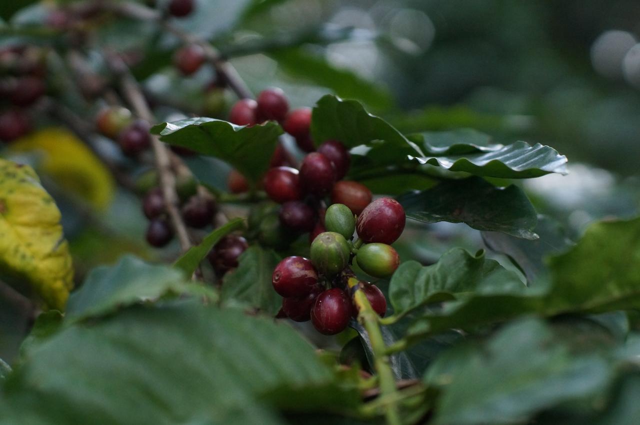 Arusha Villa Karamu Coffee Estate Usa River 외부 사진